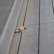 雪だるまん
