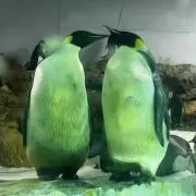 たつやの画像