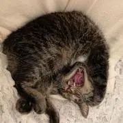 あきらの画像