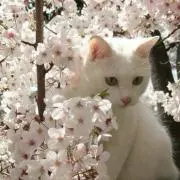 ®︎の画像