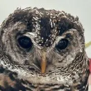 owlの画像