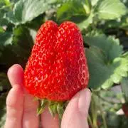 piaraの画像