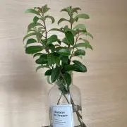 ハピネス✨おまとめ割します✨の画像