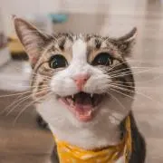 ののの画像