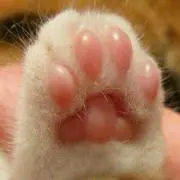 秘密のアッコちゃんの画像
