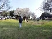 マーの画像