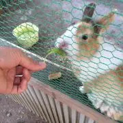 chii♡の画像