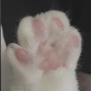 まろんの画像