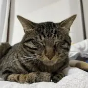 おこめの画像