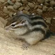 わらびーの画像
