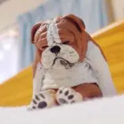 あざらしの画像