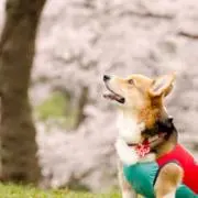 月雄の画像