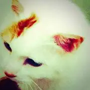 S.N.Pの画像