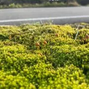 ✪おまり✪の画像