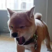 kskの画像