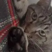 ルーカスの画像