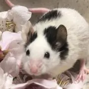 ちくわの画像