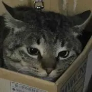 アクバル