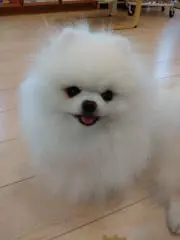 たんちょうの画像