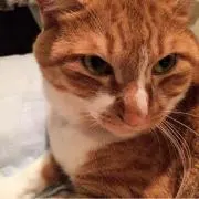 キサラギまま