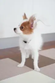 ハルの画像