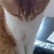 miumiu