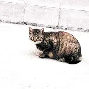 スズキ