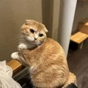 にゃんこ太郎