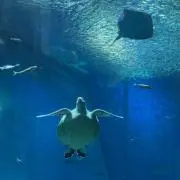 あじゃの画像