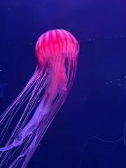 【7/15~25発送不可】こむぎこの画像