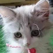papiの画像