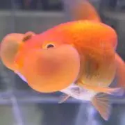 ニヘイ