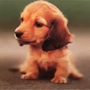 かよ