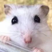ぴんころさんの画像