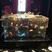 fredの画像