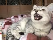 ののん