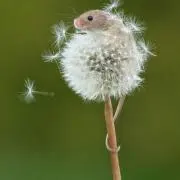 chu-taro