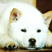ぽち。