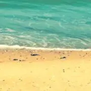 ホイホイ