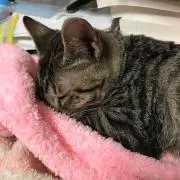 いっく