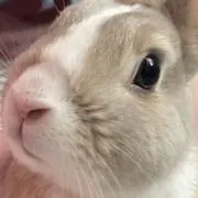 うさおの画像