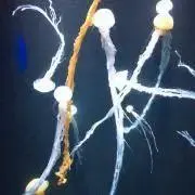 クレンメの画像