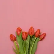 tulipの画像