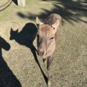 奈良公園の鹿の画像