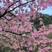 クローバーの画像
