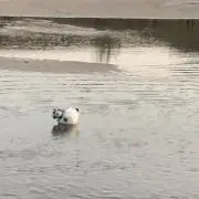 あきら