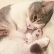 タケ