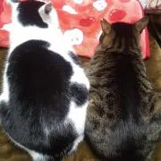 ぽくすんあの画像