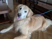 ヨシ