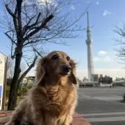 ルピン